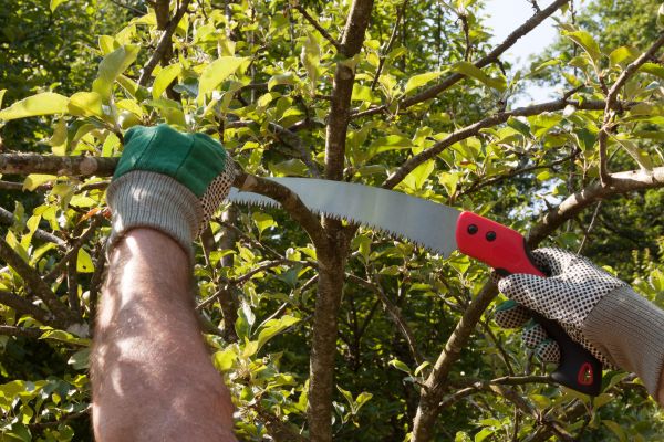Apple Tree Trimming in Antioch